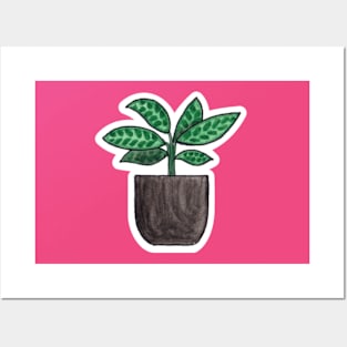 Calathea - House Plant Watercolour Posters and Art